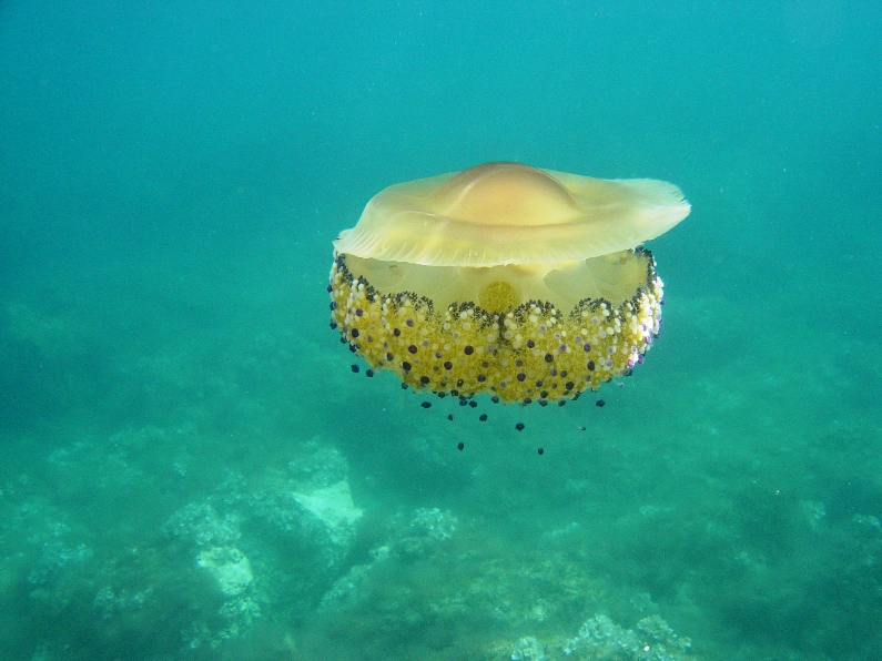 Cnidaria - Cotylorhiza tuberculata (Macri, 1778)